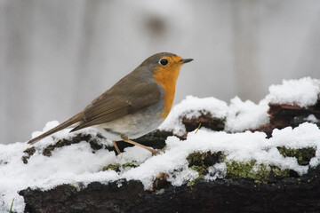 European robin (Erithacus rubecula) in winter, apennine mountains, Italy.