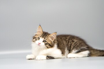 Obraz premium Siberian cat on gray backgrounds