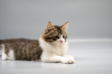 Obraz premium Siberian cat on gray backgrounds