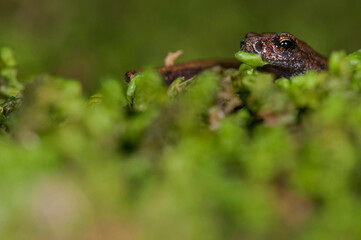 North west italian cave salamander (Hydromantes strinatii) juvenile, Italy.