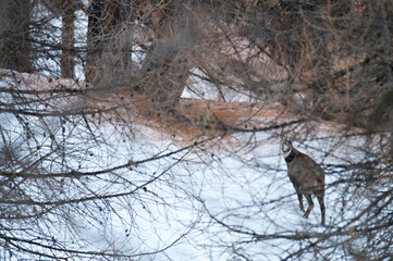 Alpine chamois (Rupicapra rupicapra)