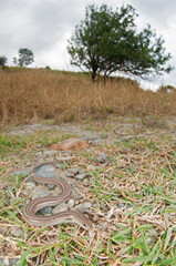 Italian three-toed skink (Chalcides chalcides), Italy.