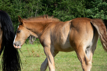 horse in the field