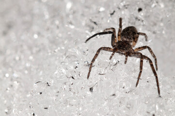 Philodromidae spider on snow