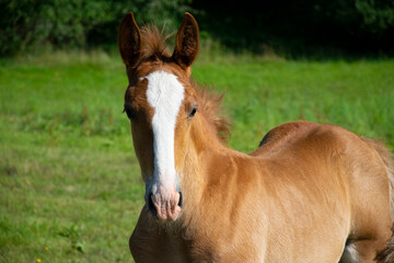 Obraz premium horse in the field