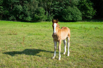 foal in the meadow