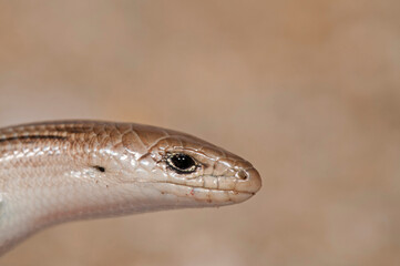 Italian three-toed skink (Chalcides chalcides), Italy.