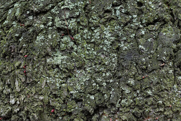 Natural texture of tree bark. Old tree trunk close-up. Natural wood background with bark patterns.