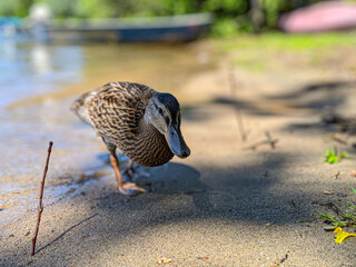 Closeup of duck running on sandy shore of lake