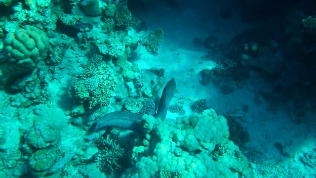 Slow motion, Moray slowly swim over seabed. Giant Moray Eel (Gymnothorax javanicus). High-angle shot