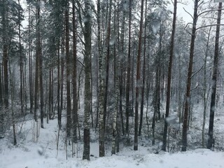 Fototapeta premium forest in winter