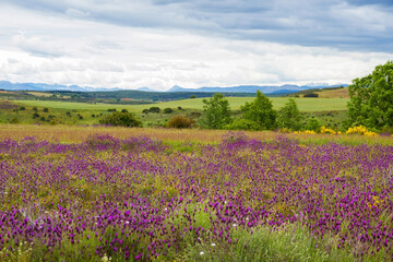 Fototapeta na wymiar Spring rolling landscape view of green fields with mauve Lavandula stoechas flowers, trees and mountains on the horizon 