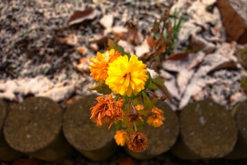 ナチュラル ドライフラワー