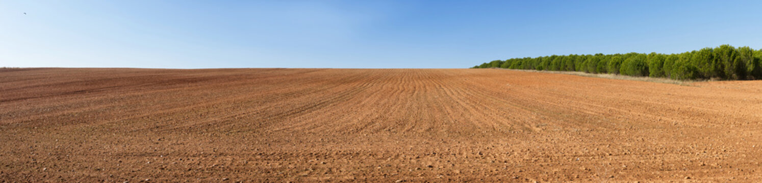 Panoramic view of landscape with agricultural land, on a slope, recently plowed and prepared for cultivation, with a pine plantation in the background 