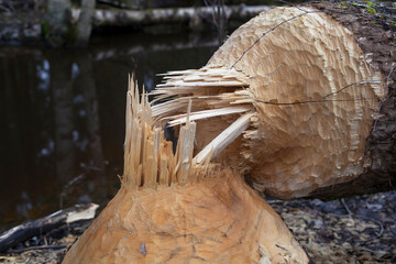 close-up of tree gnawed by the beaver, the beaver teeth marks on a tree trunks, low DOF