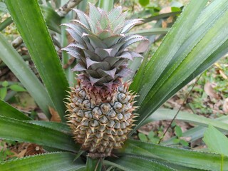 Obraz premium pineapple growing in the garden