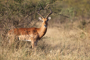 Schwarzfersenantilope / Impala / Aepyceros melampus
