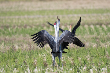 Two hooded cranes fighting in rice field