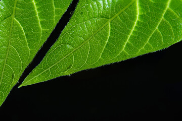 Macro photography. Photographs with a shallow depth of field, the real subject is only a few...