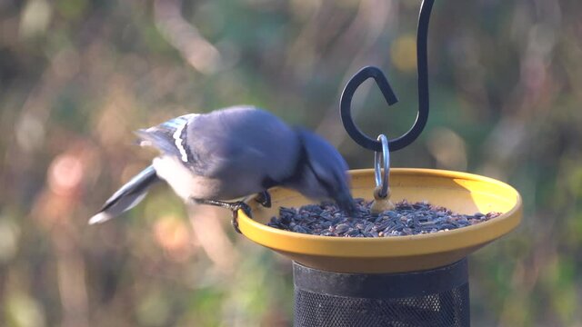 A blue jay eating seeds on the bird feeders