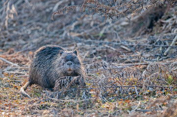 Coypu (Myocastor coypus), Piedmont, Italy.