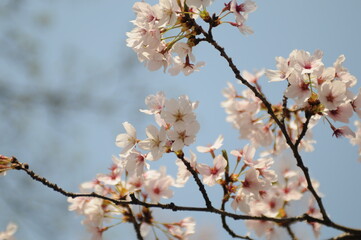 대한민국 인천대공원의 아름다운 벚꽃,복숭아꽃