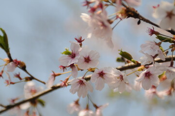 대한민국 인천대공원의 아름다운 벚꽃,복숭아꽃