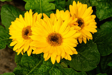 Flores de color amarillo, con fondo de plantas verdes