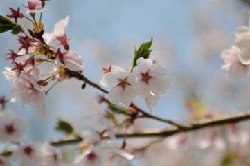 대한민국 인천대공원의 아름다운 벚꽃,복숭아꽃