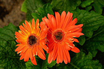 Flores de color naranja, con fondo de plantas verdes