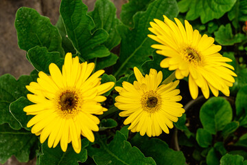 Flores de color amarillo, con fondo de plantas verdes