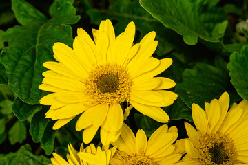 Flor de color amarillo, con fondo de plantas verdes