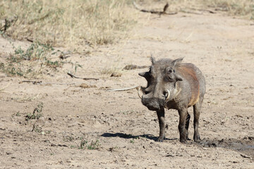 Warzenschwein / Warthog / Phacochoerus africanus