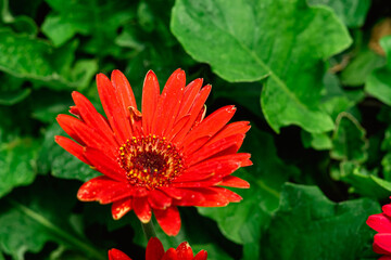 Flor de color roja, con fondo de plantas verdes