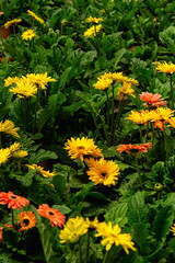 Flor de color amarilla y roja, con fondo de plantas verdes
