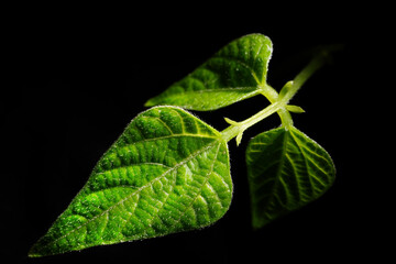 Macro photography. Photographs with a shallow depth of field, the real subject is only a few...