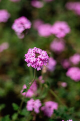 flores de color lila en primavera