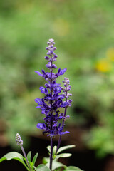 Obraz premium flor de lavanda con fonto de plantas verdes