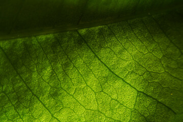 Macro photography. Photographs with a shallow depth of field, the real subject is only a few millimeters long.