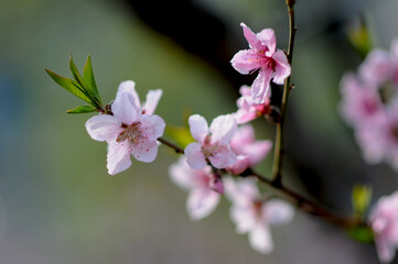 대한민국 인천대공원의 아름다운 벚꽃,복숭아꽃