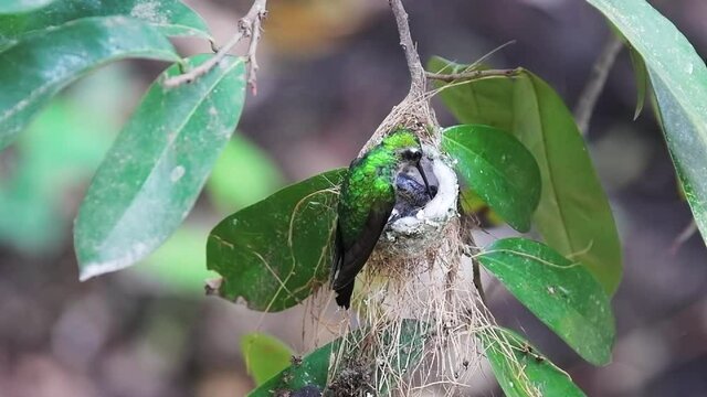 Cuban emerald hummingbird feeding fledglings in the nest