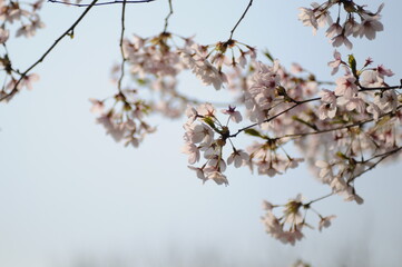 대한민국 인천대공원의 아름다운 벚꽃,복숭아꽃