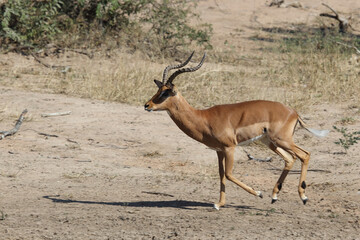 Schwarzfersenantilope / Impala / Aepyceros melampus.