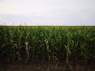 the mystery of the caucasian cornfields