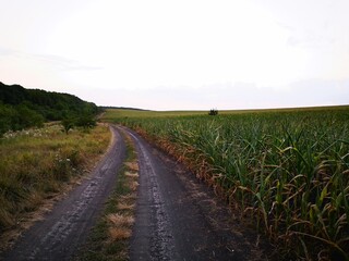 the mystery of the caucasian cornfields