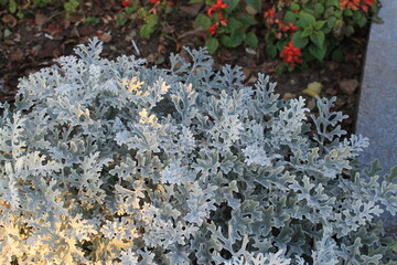 
Landscape flowers forest park pine cone