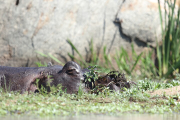 Flußpferd / Hippopotamus / Hippopotamus amphibius