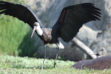 Wollhalsstorch / Woolly-necked stork / Ciconia episcopus