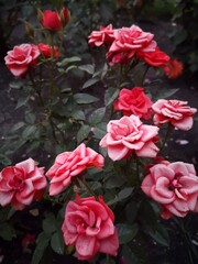 pink roses on a wooden table