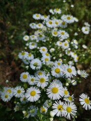 daisies in the garden